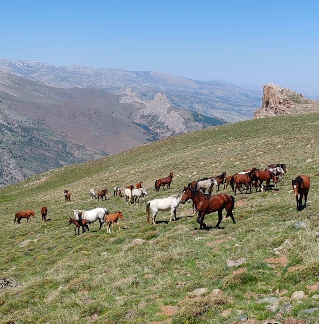 Konya’da doğanın özgür ruhu! Yılkı atları yakından görüntülendi 14